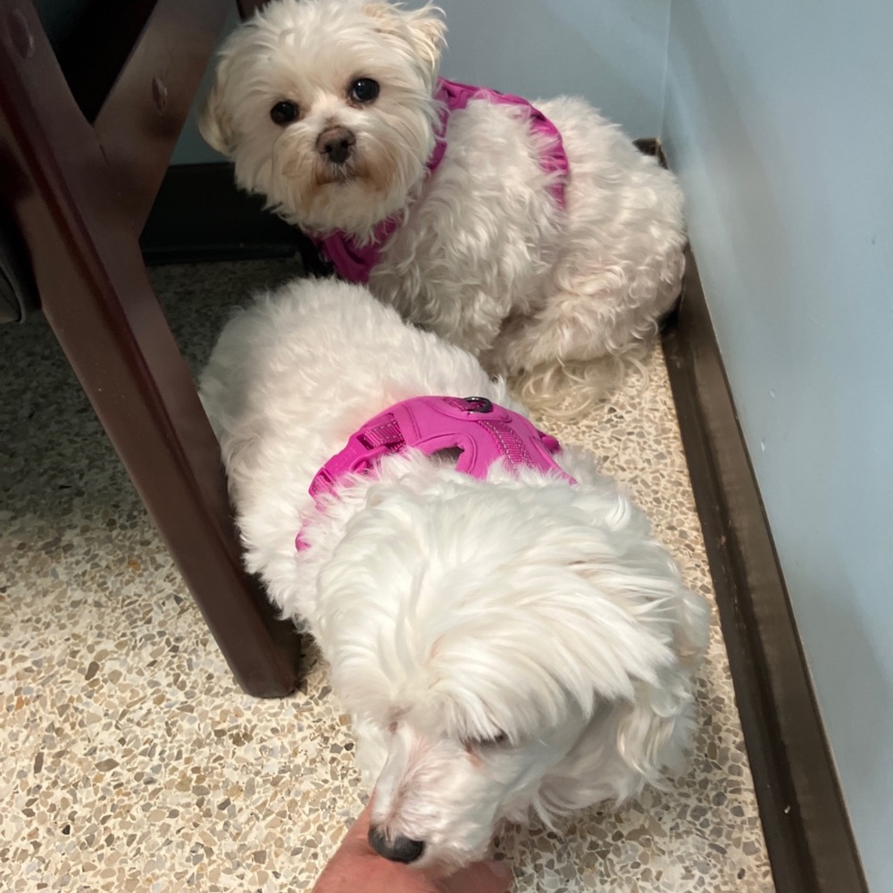 Meet your Posher, Debbie